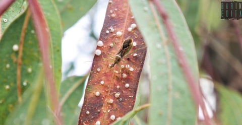 Bari, a rischio i maestosi eucalipti di Picone: «Attaccati da un insetto alieno»